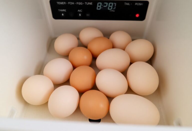 Pourquoi mes œufs n’éclosent pas ?
